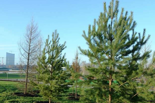 Сосны, миндаль и барбарис украсили Центральный парк в «Сколково»  